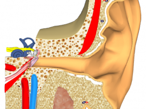 ear - anatomy 3D Модель