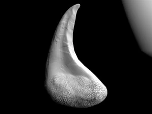 दाँत 3D मॉडल