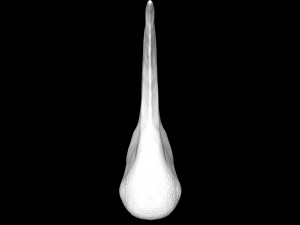 tooth 3D Model