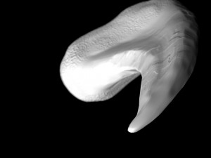 tooth 3D Model