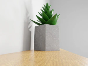 succulent plant 3D Model
