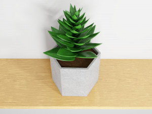 succulent plant 3Dモデル