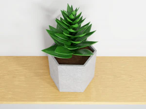 succulent plant 3D Model