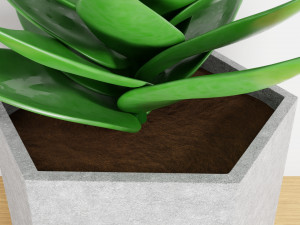 succulent plant 3Dモデル