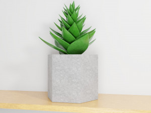 succulent plant 3Dモデル