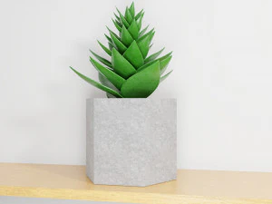 succulent plant 3D Model