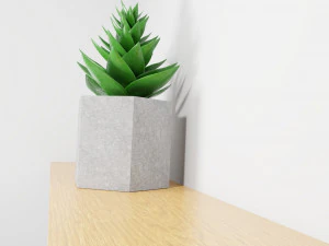 succulent plant 3D Model