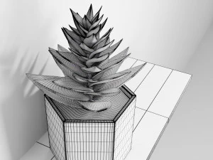 succulent plant 3D Model