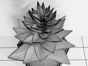 succulent plant 3Dモデル