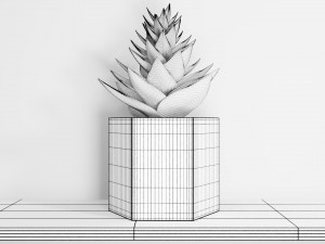 succulent plant 3Dモデル