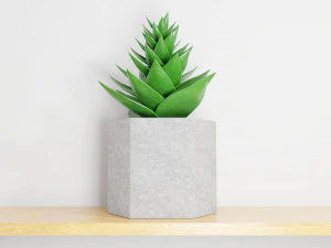 succulent plant 3D Model