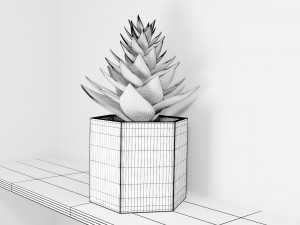 succulent plant 3Dモデル