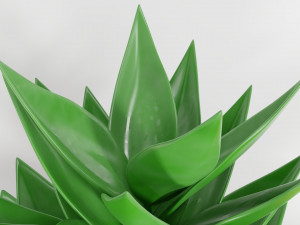succulent plant 3Dモデル