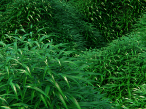 grass field 3D Model