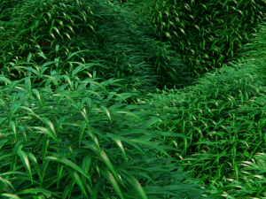 grass field 3D Model
