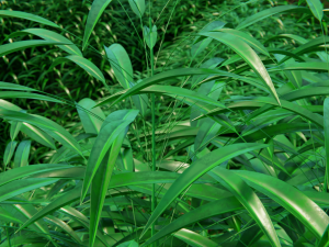 grass field 3D Model