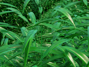 grass field 3D Model