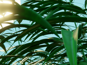 grass field 3D Model