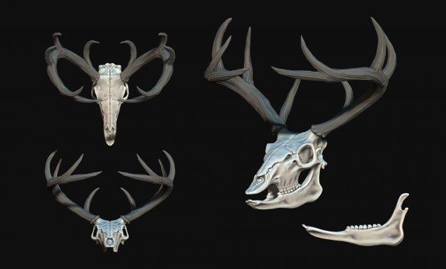 Deer Skull 3D 프린트 모델 .c4d .max .obj .3ds .fbx .stl .blend 