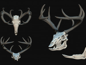 Deer Skull 3D Print Model