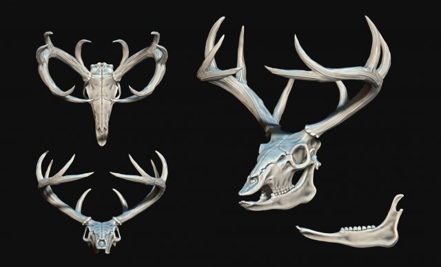 Deer Skull 3D Print Model in Figurines 3DExport