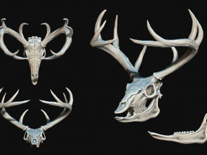 Cr&acirc;nio de veado Modelo de Impressão 3D