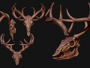 Cr&acirc;nio de veado Modelo de Impressão 3D