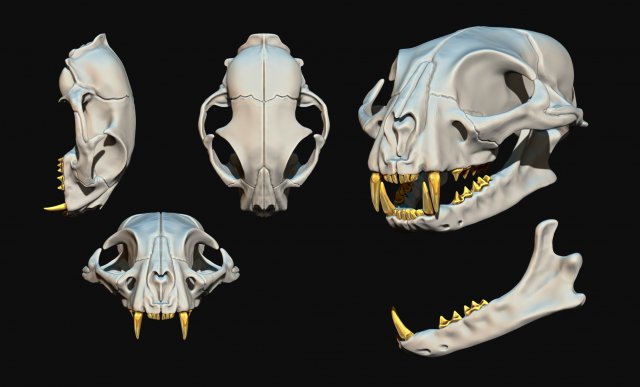 European Cat Skull Modèles 3D en vedette .c4d .max .obj .3ds .fbx .stl .blend 