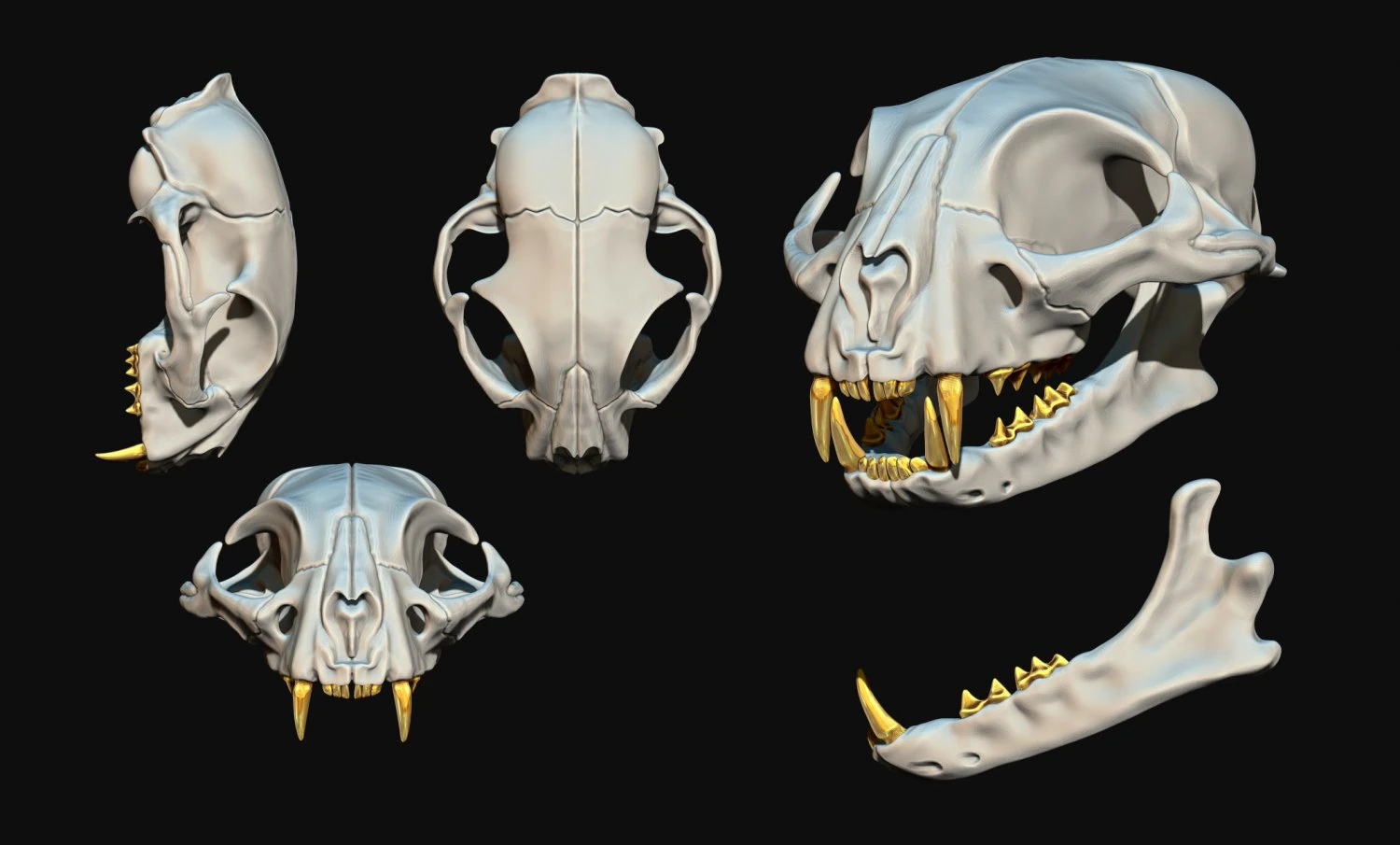 European Cat Skull 3D Print Model .c4d .max .obj .3ds .fbx .stl .blend 