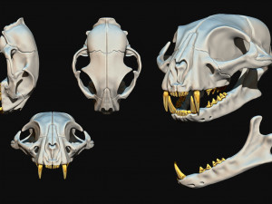 European Cat Skull 3D Print Model