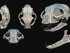 European Cat Skull Modèles 3D en vedette