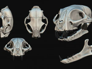European Cat Skull 3D Print Model