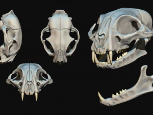 European Cat Skull 3D Print Model