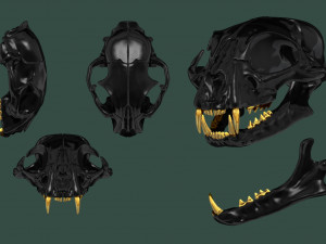 European Cat Skull Modèles 3D en vedette