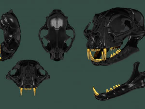 European Cat Skull 3D Print Model