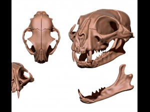 European Cat Skull 3D Print Model