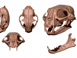 European Cat Skull 3D Print Model