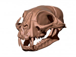 European Cat Skull 3D Print Model