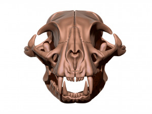 European Cat Skull Modèles 3D en vedette