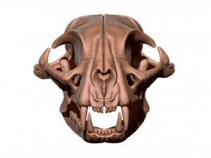 European Cat Skull 3D Print Model