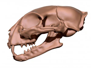 European Cat Skull 3D Print Model