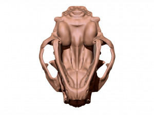 European Cat Skull Modèles 3D en vedette