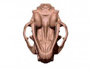 European Cat Skull 3D Print Model