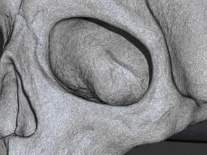 骷髅戒指 3D 打印模型