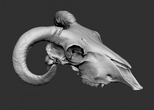 ram skull 3D 打印模型 .c4d .max .obj .3ds .fbx .stl .blend 