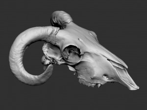 ram skull 3D Print Model