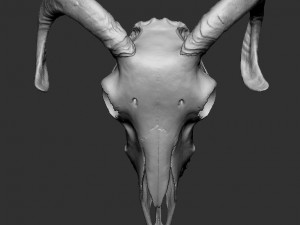 ram skull 3D 打印模型