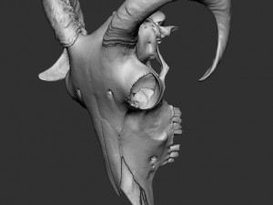 ram skull 3D 打印模型