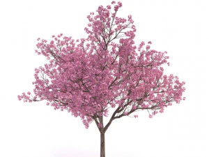 cornus 3D Model