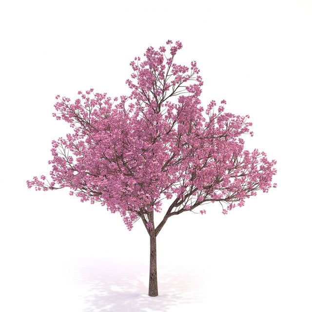 Cornus 3D Model in Tree 3DExport